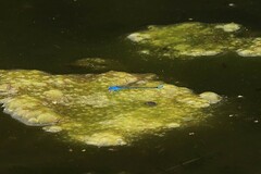 Pseudagrion cingillum