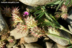 Onobrychis crista-galli