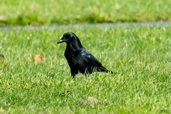 Corvus corone