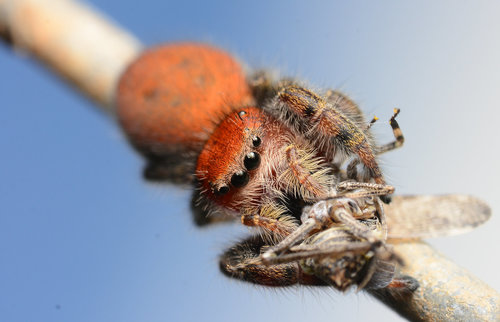 Cardinal Jumping Spider