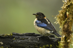 Iridophanes pulcherrimus