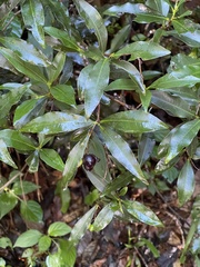 Peddiea africana