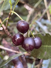 Peddiea africana
