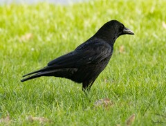 Corvus corone