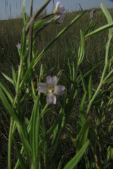 Epilobium palustre