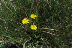 Taraxacum bessarabicum