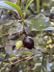 Peddiea africana