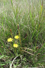 Taraxacum bessarabicum