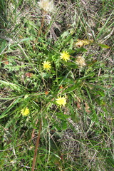 Taraxacum bessarabicum