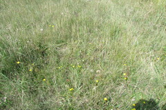 Taraxacum bessarabicum