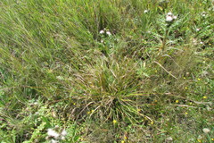 Taraxacum bessarabicum