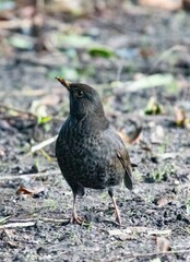 Turdus merula