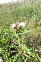 Cirsium acaule esculentum