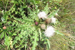 Cirsium acaule esculentum