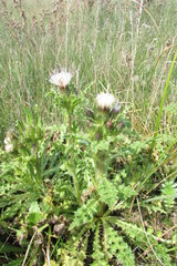 Cirsium acaule esculentum