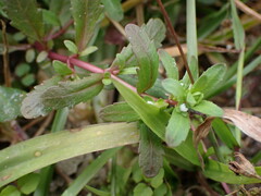 Veronica undulata