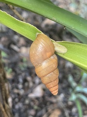 Limicolaria