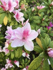 Rhododendron