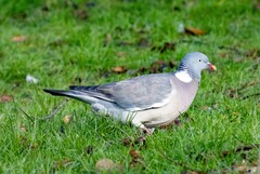 Columba palumbus
