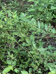 Teucrium