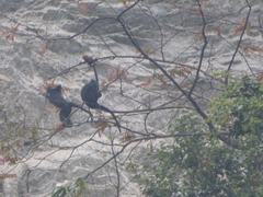 Trachypithecus francoisi