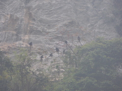 Trachypithecus francoisi