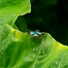 Rhyothemis plutonia