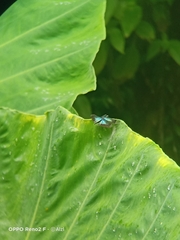 Rhyothemis plutonia