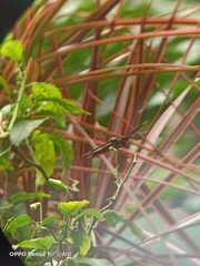Rhyothemis plutonia