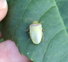 Piezodorus oceanicus