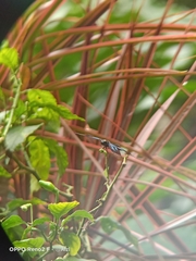 Rhyothemis plutonia
