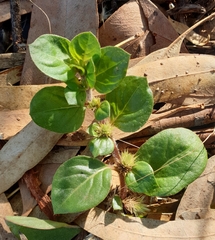 Alternanthera pungens