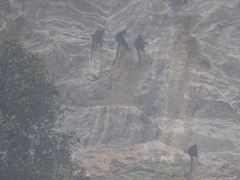 Trachypithecus francoisi