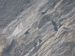 Trachypithecus francoisi