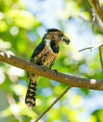 Trachyphonus vaillantii vaillantii
