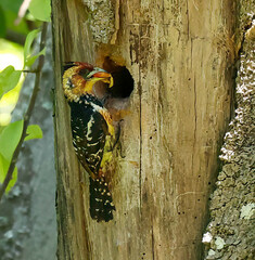 Trachyphonus vaillantii vaillantii