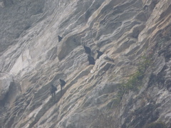 Trachypithecus francoisi