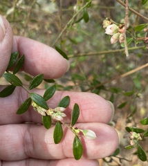 Vaccinium darrowii