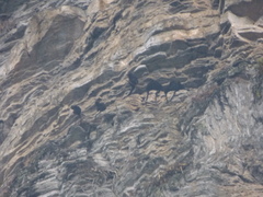 Trachypithecus francoisi