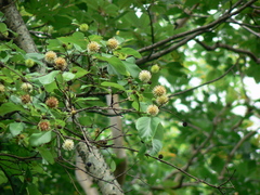 Mitragyna parvifolia