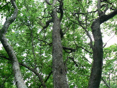 Mitragyna parvifolia