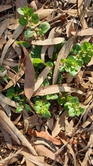 Alternanthera pungens