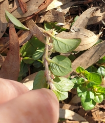 Alternanthera pungens