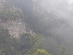 Trachypithecus francoisi