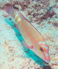 Lethrinus erythropterus