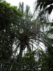 Livistona decora