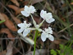 Xanthosia atkinsoniana