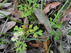 Xanthosia atkinsoniana