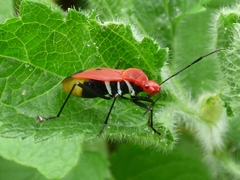 Dindymus rubiginosus