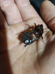 Pentodontini